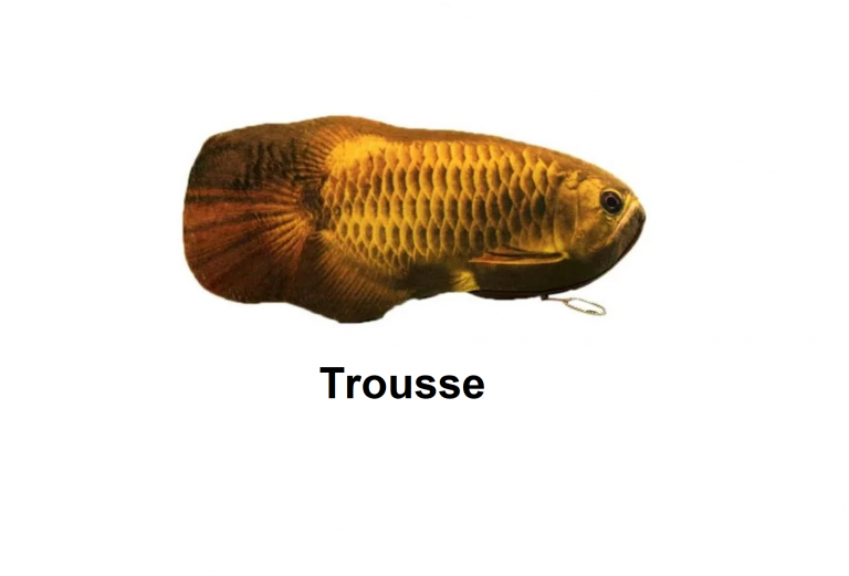 61UBdtrouss